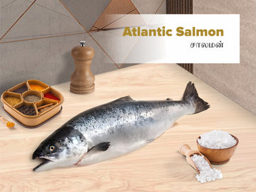 Norwegian Salmon / Atlantic Salmon