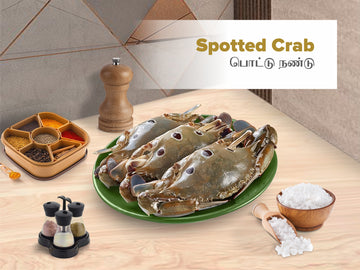 Spotted Crab